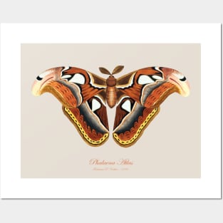 Moth - Atlas Moth, Phalaena Atlas, Attacus Atlas Posters and Art